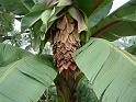 Abyssinian banana_flower